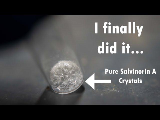 Finally extracting pure Salvinorin A crystals