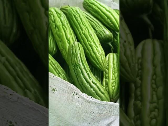 Primadona