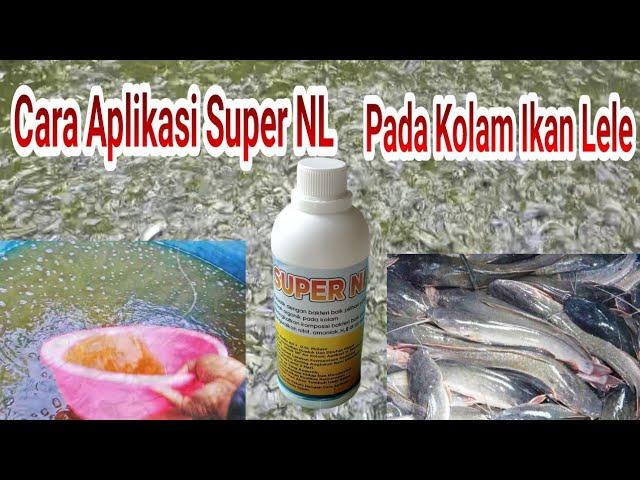 REVIEW PENGGUNAAN  PROBIOTIK SUPER NL UTK BUDIDAYA IKAN LELE #bioflok #Tanpabau #lelesehat