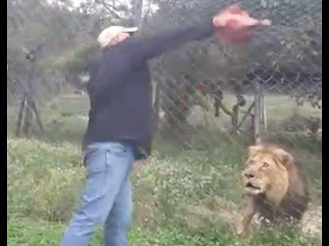 Feeding an angry, injured lion in Africa  ...Songwriter, Gary J Hannan