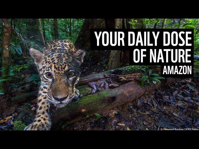 A daily dose of nature | amazon rainforest | WWF