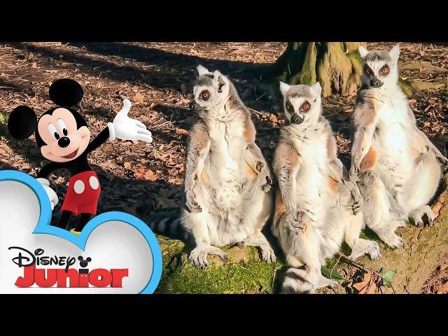 Disney Animals: In The Funhouse | Mickey Mouse Funhouse | Compilation | @disneyjr​