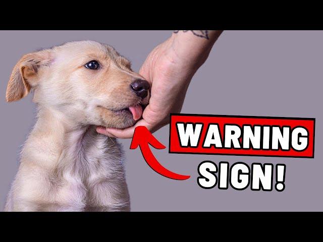 7 Signs Your Dog Dislikes You