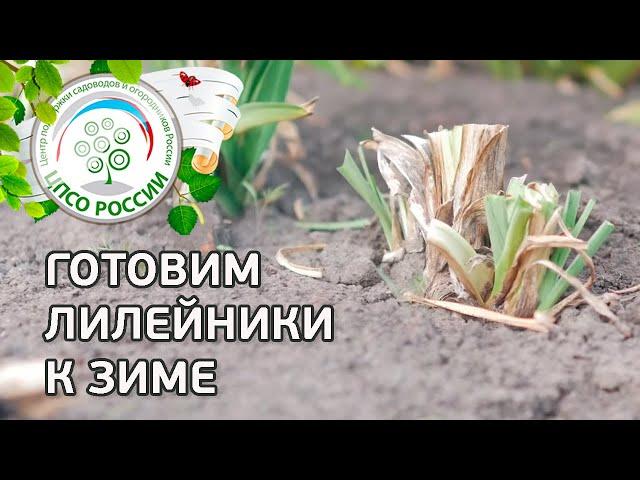 Лилейники обрезка осенью. Уход за лилейниками осенью.