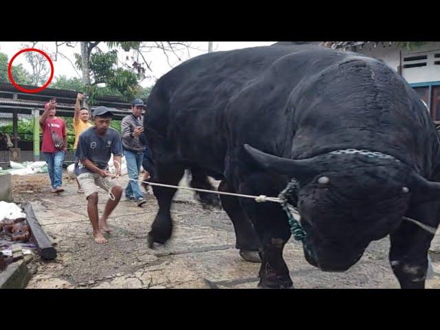 MENUJU KONTES SAPI RAKSASA BLACK MAMBA NGAMUK DIDALAM TRUK