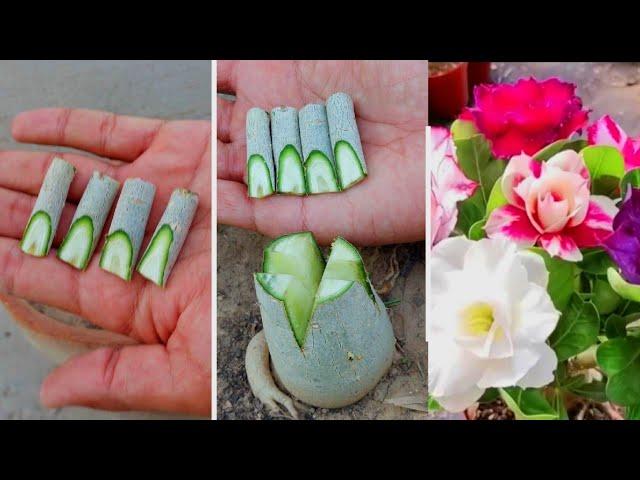 Best Method To Multiple Graft On Desert Rose Caudex | Adenium Plant