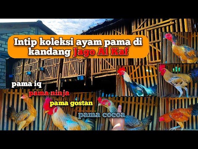 Intip Koleksi Ayam Pama Di Kandang Jago Al Kaf  pama iq, pama ninja, pama gostan, pama cocoa