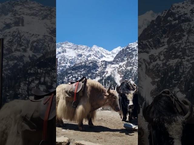 yaak , Manali #viralvideo