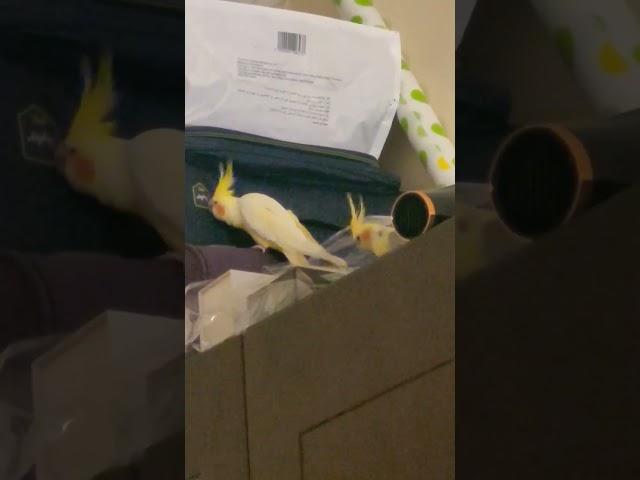 Cute #cockatiel @birdbt #bird #stressbuster @Jindumindu2022