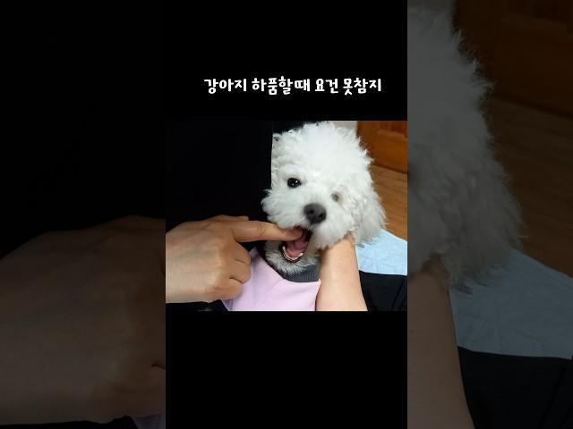 강아지 하품할때 이건 못참지
