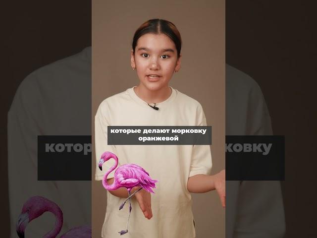 ПОЧЕМУ ФЛАМИНГО РОЗОВЫЕ? #интересности #проговори #progovori