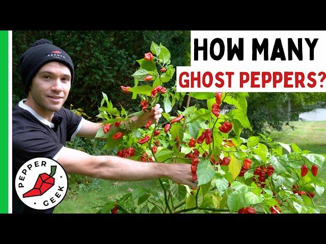 Harvesting a Huge Ghost Pepper Plant - How Many Peppers? Pepper Geek