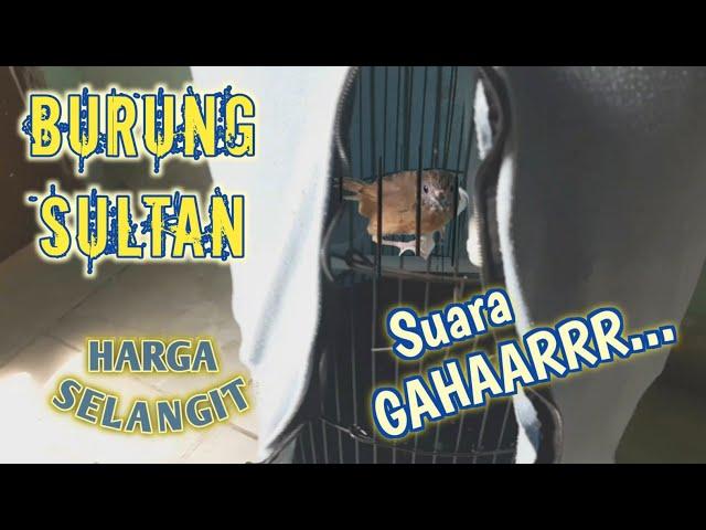 GAK NYANGKA⁉️ UKURAN KECIL HARGA MAHAL || Burung Mewah Teumi Import Wambi Mini Bahan Cepat Gacor
