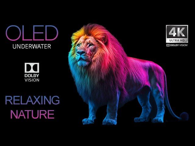 Underwater World 4K Ultra HD Dolby Vision™ 60fps - OLED Demo with Relaxing Rhythms