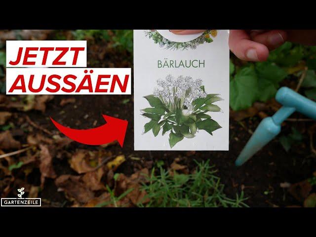 Bärlauch jetzt aussäen | Oktober / November ist die ideale Zeit!