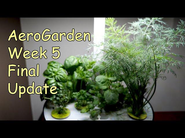 AeroGarden Harvest Week 5 - Final Update by Green Mountain DIY Guy