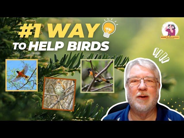 #1 Way You Can Help Birds