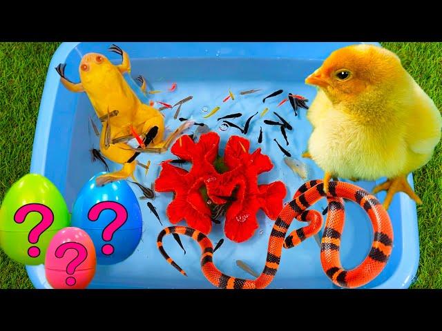 Baby Chicken, Frog, Snake, Crayfish, Koi Fish, Scalar, Thorns, Coral - cute baby animals videos