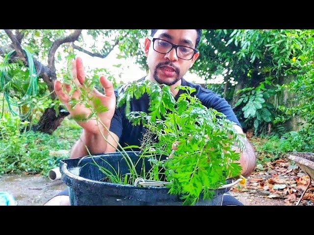 Carrot Growing Guide | Gardening in Trinidad and Tobago