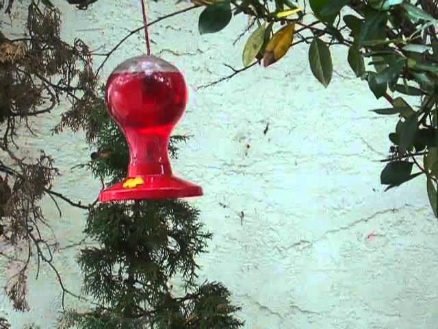 Drinking Squirrel