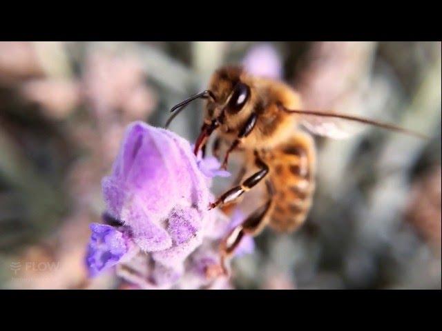 How bees turn nectar into honey