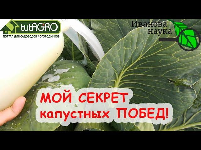 ЗАВЯЖУТСЯ ВСЕ КОЧАНЫ и ГОЛОВКИ! ВСЯ КАПУСТА ОШЕЛОМИТ УРОЖАЕМ! УНИКАЛЬНЫЙ РЕЦЕПТ ФИРМЕННОЙ ПОДКОРМКИ.