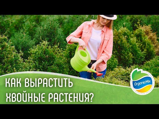 Хвойные растения скажут вам спасибо | Как ухаживать за хвойными?