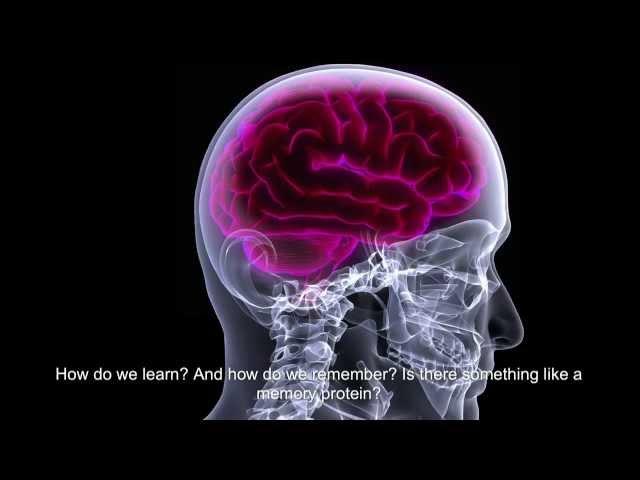 FastFacts: Learning Cells