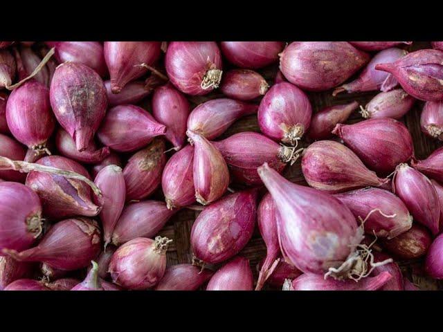 How to Freeze Shallots | Kitchen Tip | KONLOVE