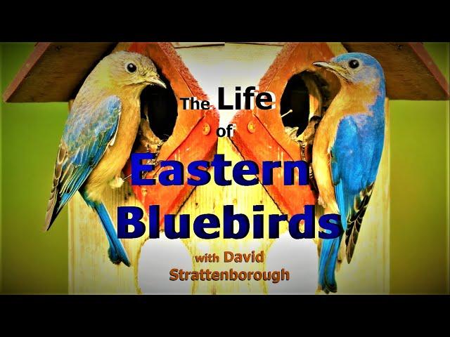 The Life of Eastern Bluebirds (a short documentary inspired by Sir David Attenborough)