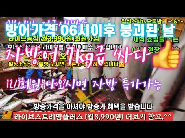 활어횟감 대방어 생굴 꼬막 갈치 12/16일  04시반 정규라이브(월~토)️Only one 새롭고 싸고 다양한 노량진수산시장 새벽 쇼핑을 돕는 정규생방송(Live)운영~^^