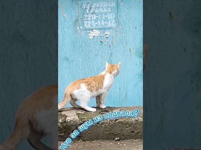 Что за шум из подвала?