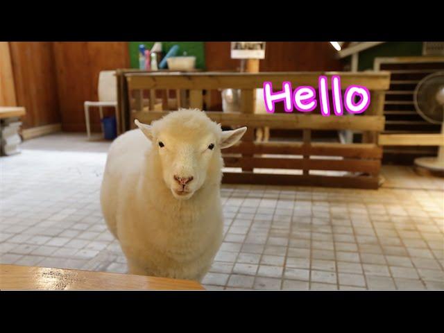 Korea's Most Unique Coffee Shops ep.2 Sheep Cafe