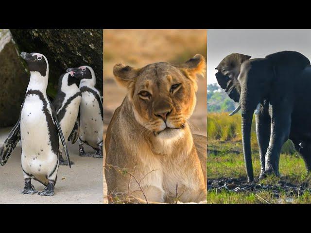 Water’s Trials and Coastal Wonders: South Africa Wildlife