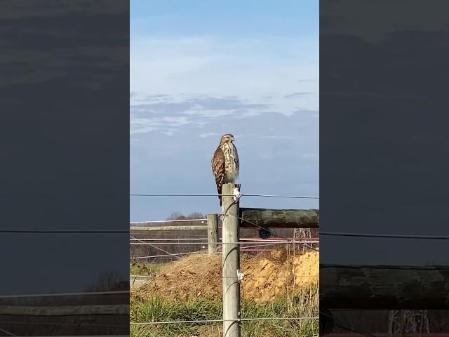 Juvenile Red- Shouldered Hawk hunting!