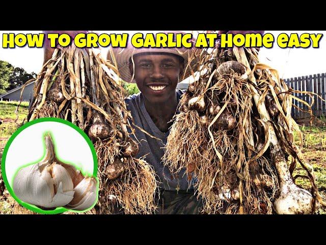 How to Grow Garlic Easy