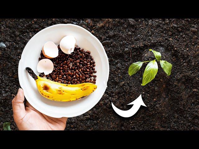 How to Use Eggshells, Banana Peels, and Coffee Grounds in the Garden