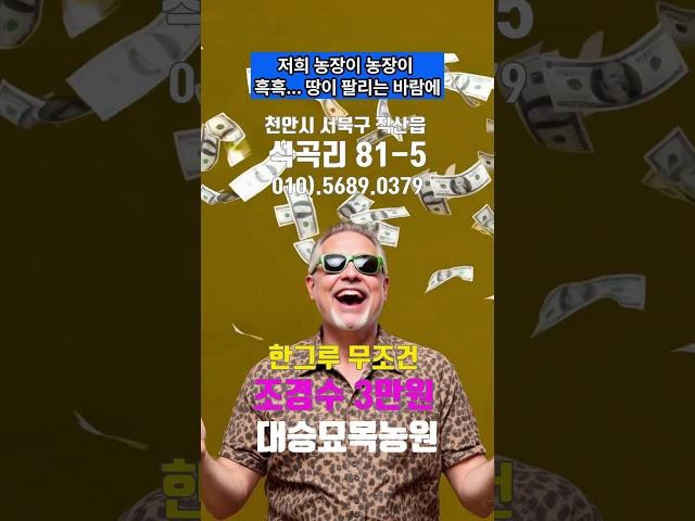 묘목 큰세일 대승묘목농원