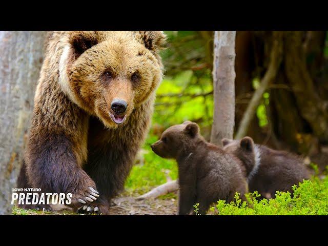 Mother Bear Faces Tough Odds Protecting Cubs from Male Suitor | Carpathian Predators 101