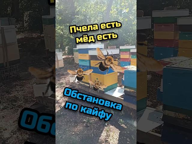 МЁДУ БЫТЬ #мед #bee