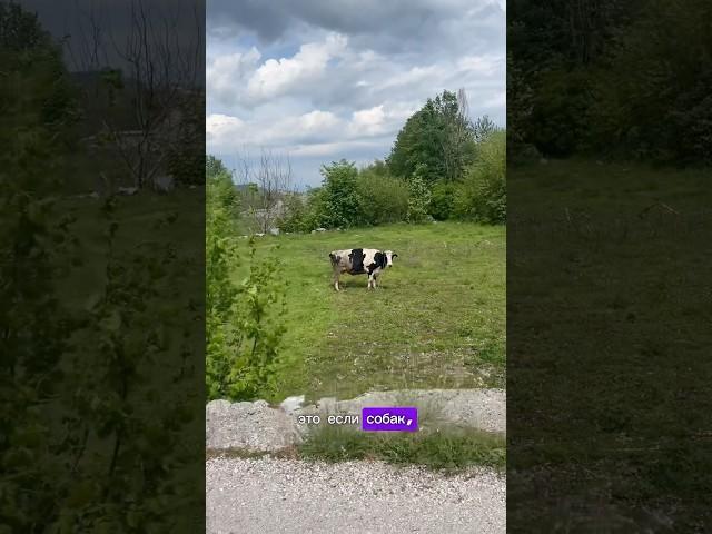 Полиция не поможет спасти собаку #собакадругчеловека #собака #суперсобака