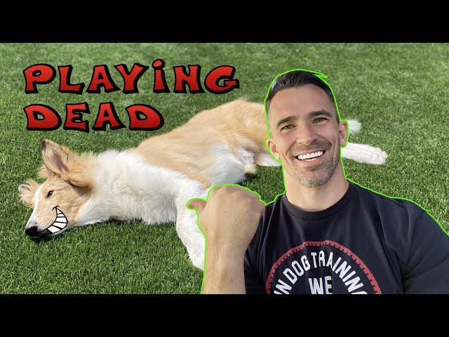 Bang Bang! FAST Way to Teach Your Dog to Play Dead! Dog Tricks!