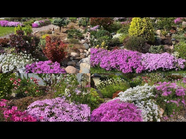 Обзор сада/ мои потери/ Ленинградская область #сад#почвопокровныерастения #идеидлясада