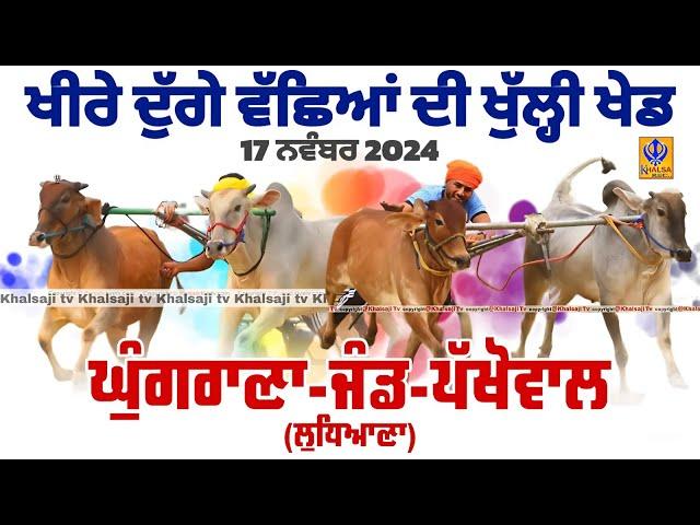 [Live] Ghungrana - Jand - Pakhowal | Ludhiana | ਖੀਰੇ ਦੁੱਗੇ ਵੱਛਿਆਂ ਦੀ ਖੁੱਲ੍ਹੀ ਖੇਡ | 17 Nov 2024