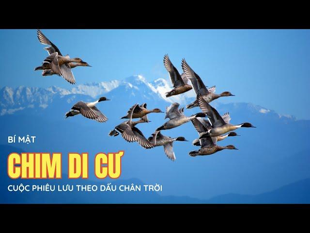 Những Bí Mật Thú Vị Về Cuộc Di Cư Của Chim