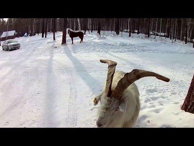 Скоростные горки на Байкале. Пугливый волк, добрый козел и злой конь.