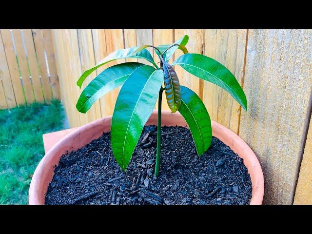 How To Grow A Mango Tree From Seed in 6 Weeks - EASY - Includes Time Lapse