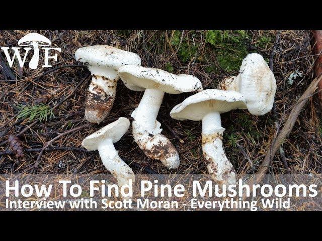 How To Find Pine Mushrooms | Foraging For Matsutake In British Columbia, Canada