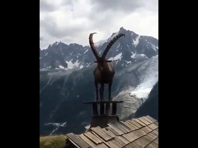 Горный козерог..Mountain ibex.