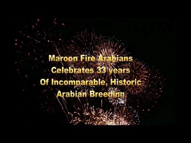 STALLIONS OF MAROON FIRE ARABIANS